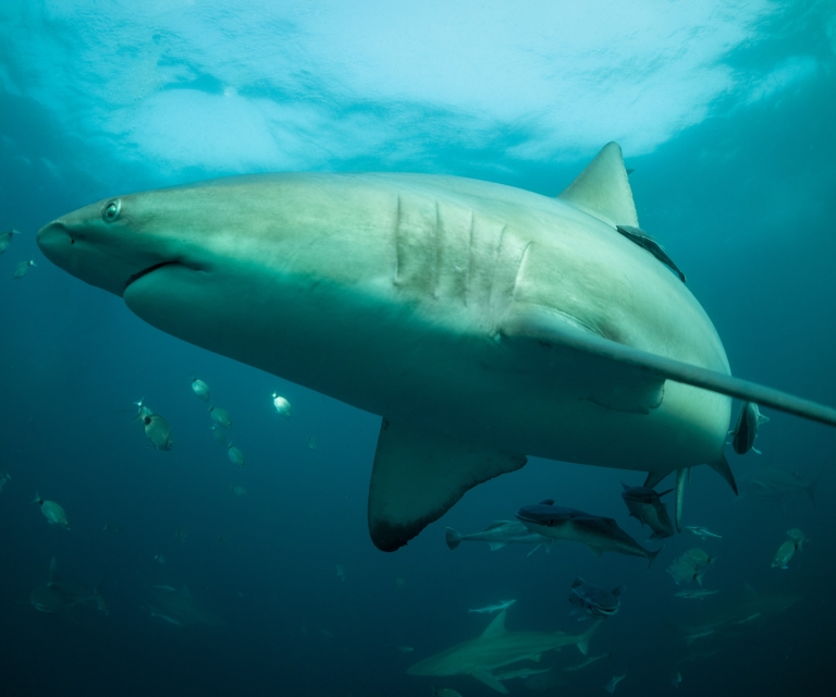 Blacktip-shark