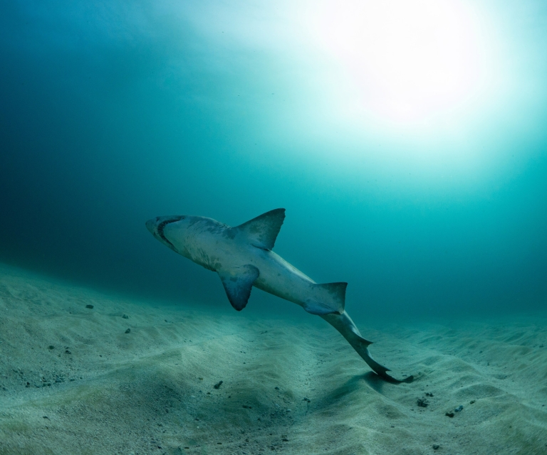 dancing-shark