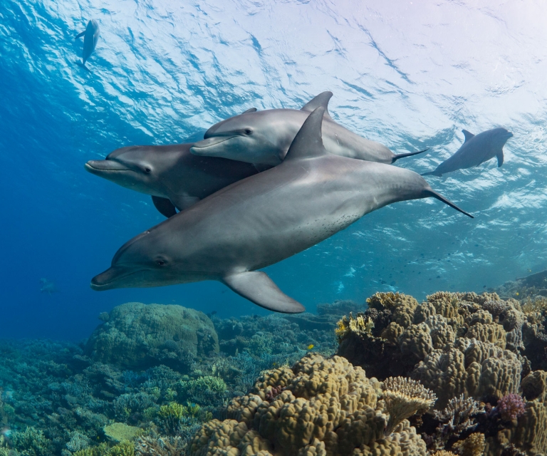 Dolphin-Reef