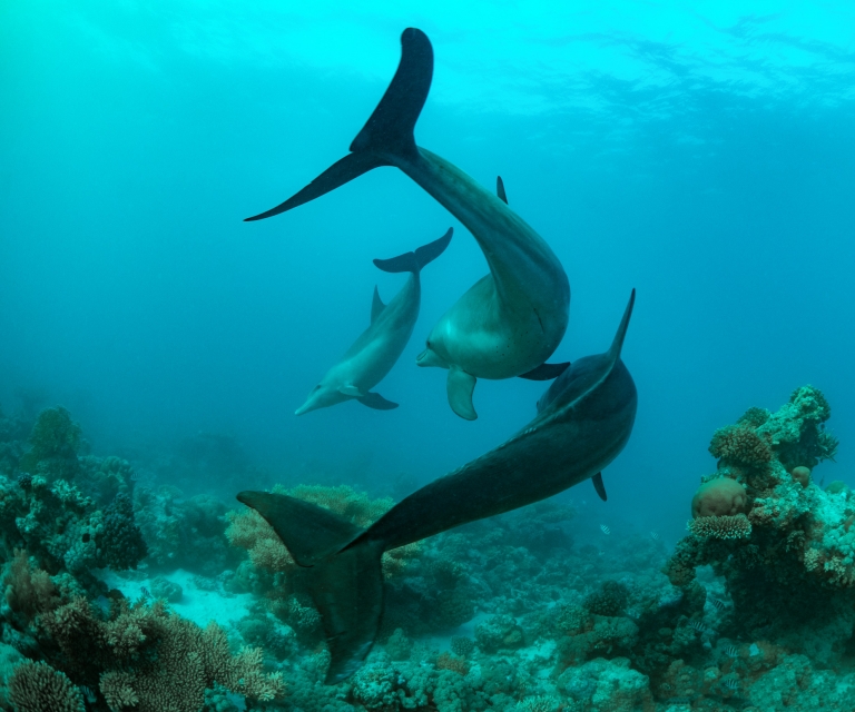 dolphins-playing