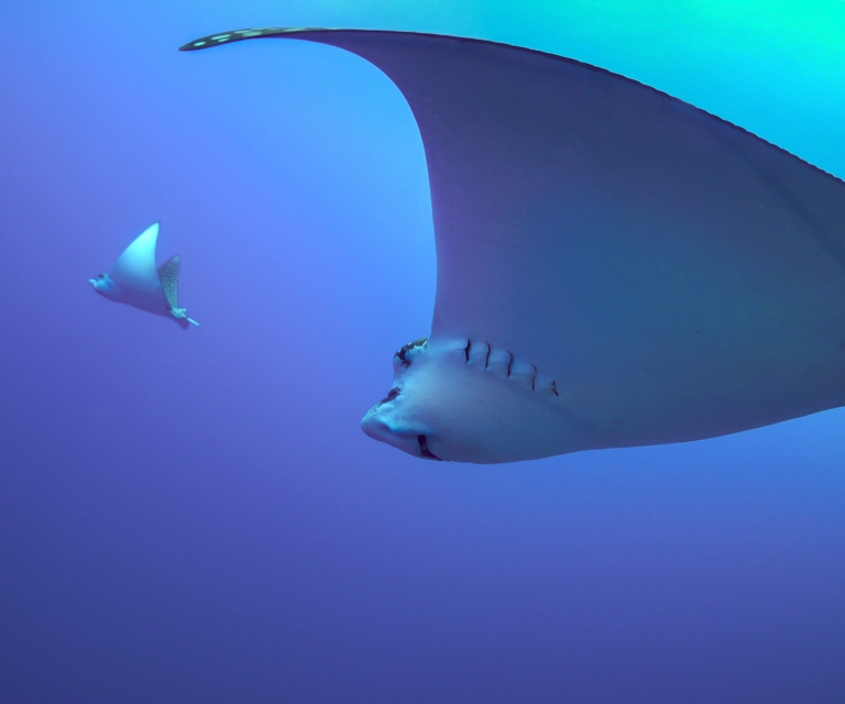 Eagle-Ray-in-colour