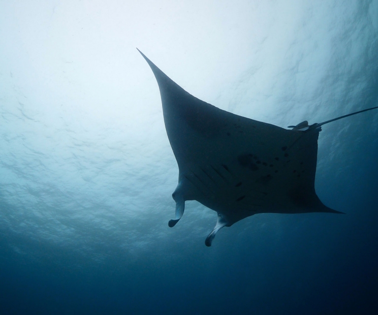 Manta-ray