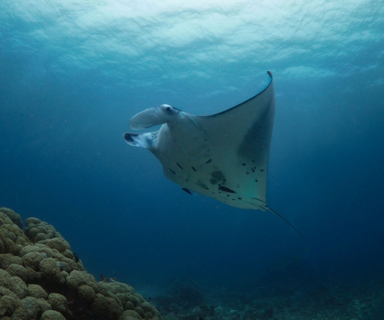 Manta