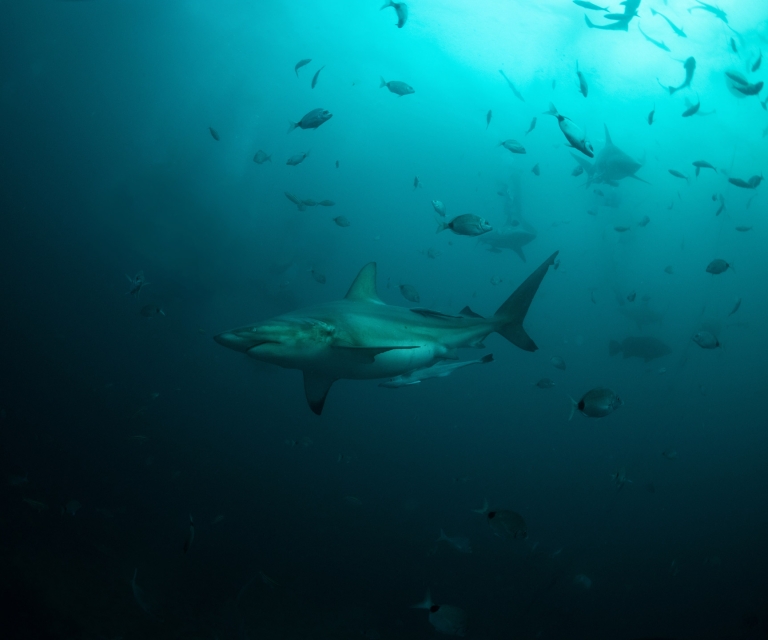 Shark-art