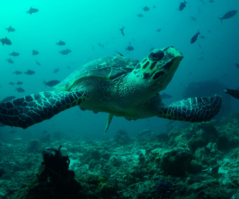 turtle-maldives