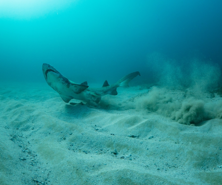 Underwater Colour