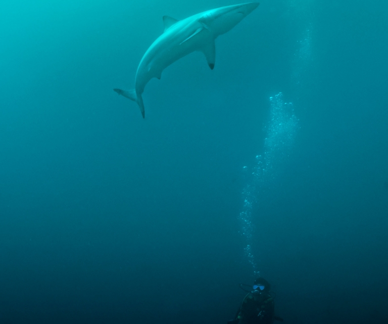 Underwater Colour