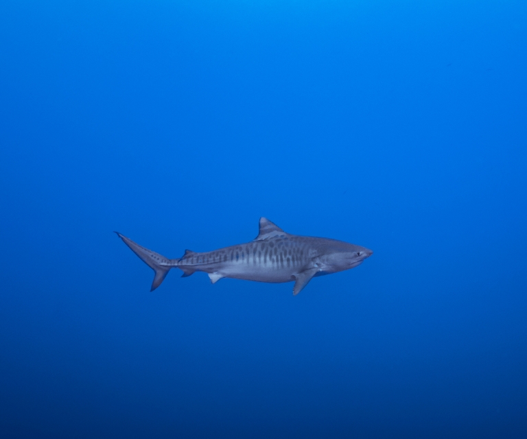 Underwater Colour
